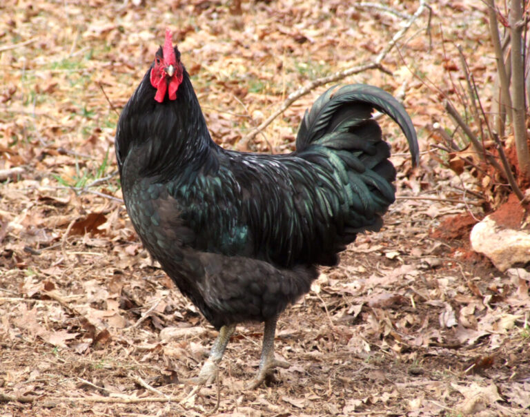 Garfield Farm and the Black Java Chicken - Backyard Poultry